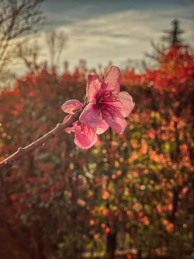Residenza Il Fiore 2*